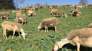 Photo n°17 de La Fromagerie des Artisous à La Cavalerie (Fromagerie)