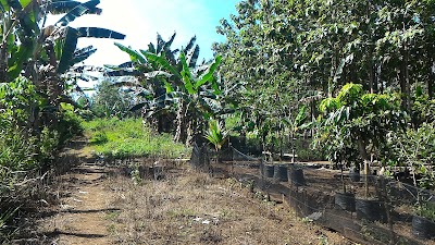 Photos of Bibit Buah Madiun