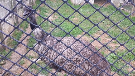 Oley Turnpike Dairy Petting Zoo Gallery - United States
