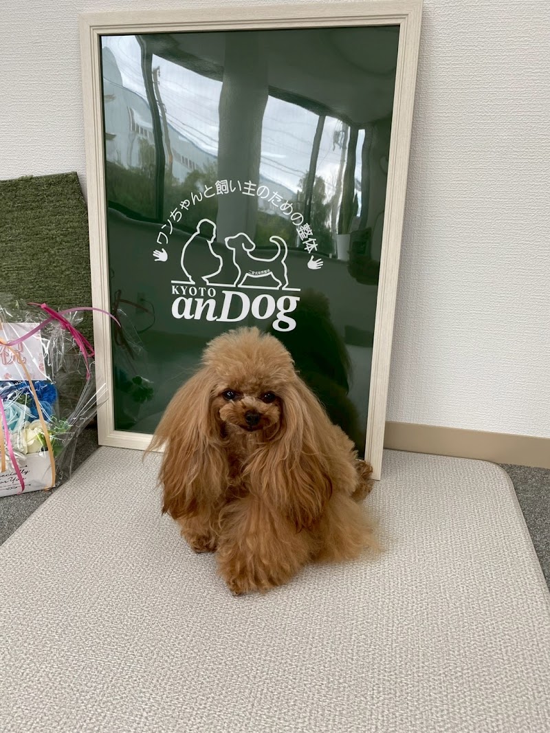 anDog ワンちゃんと飼い主のための整体 犬の整体 ペット整体
