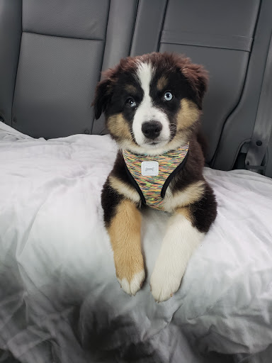 VCA Lakes Region Veterinary Hospital Gallery - United States
