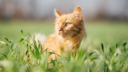 What Animals Want