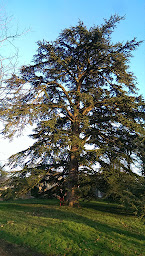 Photo n°12 de Bosc Elagage à Peaugres (Service d'élagage)