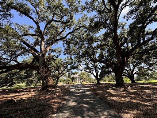 Oak Alley - Thumbnail
