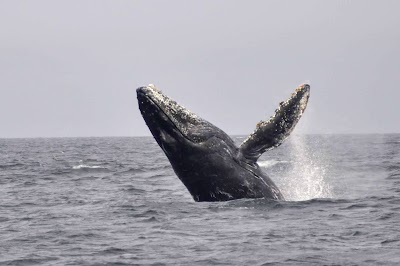 San Francisco Whale Tours