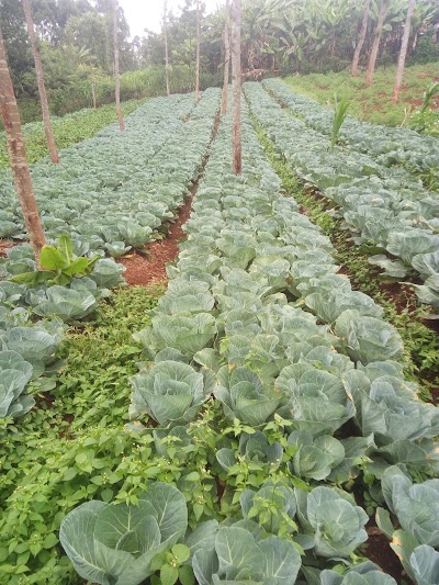 Photos of Thakwa Tea Buying Center