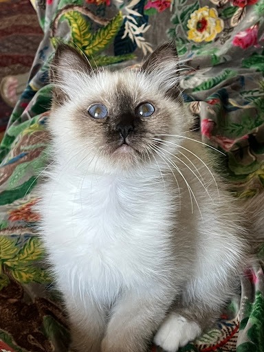 Photo de Yakari Services Animaux à Saint-Brice-sur-Vienne (87200)