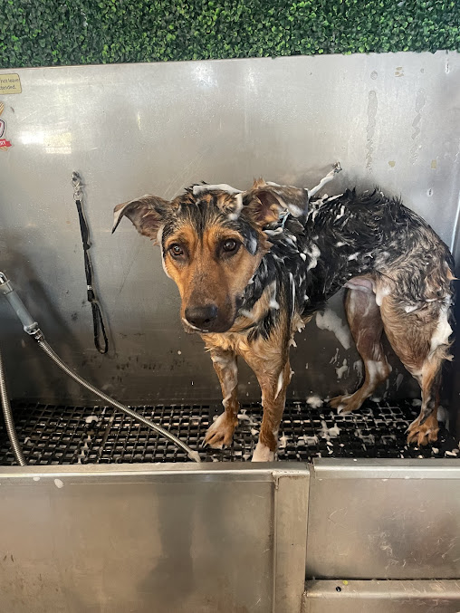 That Girl Pet Services