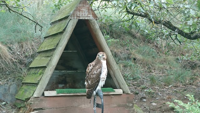 Les Aigles d'Aure