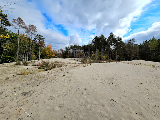 Pinhey Forest - Thumbnail