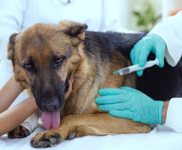 Opinii despre Csepel központi állatorvosi rendelő în Budapest - Állatorvos