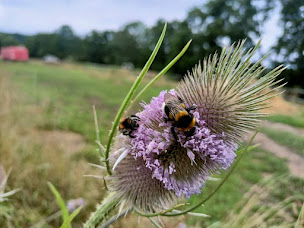 Photo n°28 de Ferme pédagogique de Bouxwiller à Bouxwiller (Organisme à but non lucratif)
