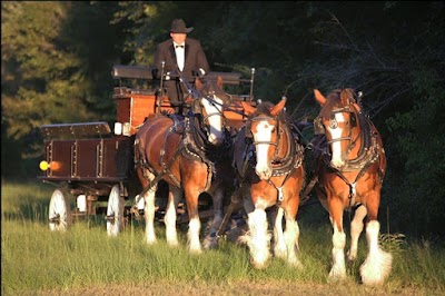 Honey Island Clydesdales
