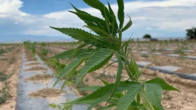 Photo of Custom Botanical Dispensary & Austinite Cannabis Co