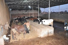 Al-Kausar Livestock Breeding and Dairy Farms rawalpindi