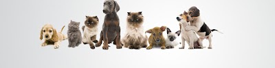veterinary-care