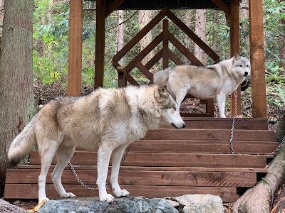 Wolf Encounter