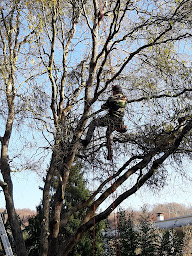 Photo n°4 de Steinbach David Élagage à Biarritz (Couvreur)
