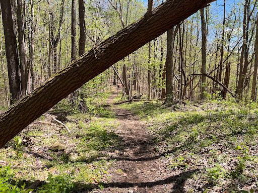 Natchez Trace - Visual