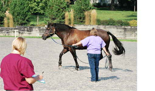 Cutting Edge Equine Veterinary