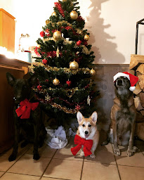 Photo n°2 de Education Canine Des Murmures De La Foret à Saint-Pal-de-Mons (Dresseur pour chiens)