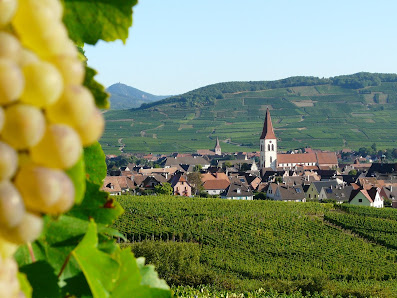 Vin Bio TEMPÉ - JESSEL Viticulteur Colmar Kaysersberg - Ammerschwihr