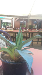 Photo n°34 de CAMPING LES MONTS D'ALBI à Teillet (Restaurant)