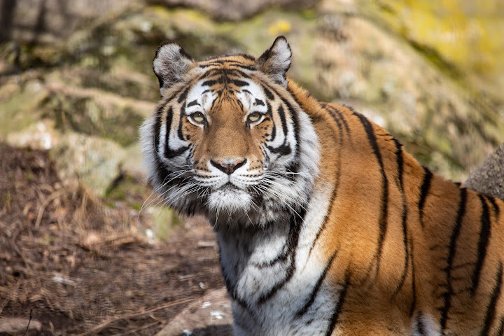 Korkeasaari Zoo by null