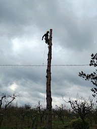Photo n°7 de Douzon Élagage à Lédat (Service d'élagage)