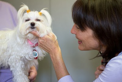 Sunvet Animal Wellness Clinic