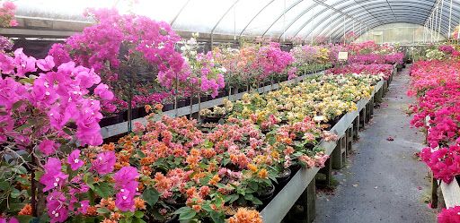 Bougainvilleas.com Inc Gallery - United States