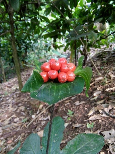 Photos of kebun retno