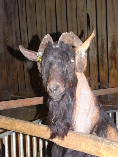 Photo de EARL des Pervenches