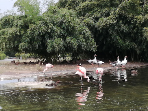 Flamingoteich (Westfalenpark) - Thumbnail
