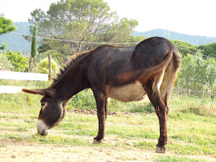 Photo n°13 de Ferme pédagogique de Pignans, Il était une fois la ferme à Pignans (Zoo)