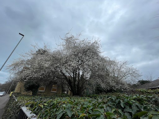 Beddow Library - Visual