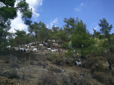 Photos of National Forest Park of Machairas