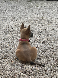 Photo n°9 de Le Domaine de Sirius à Séglien (Pension pour chiens)