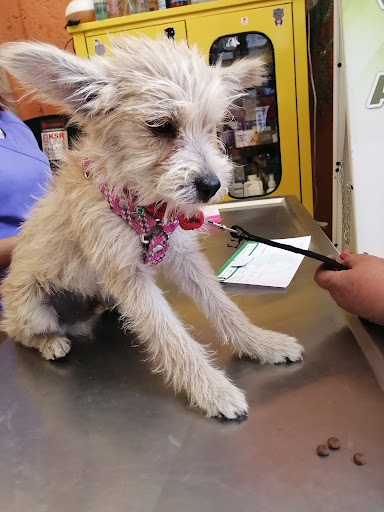 Veterinaria y Acupuntura