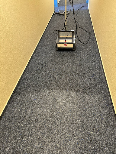 Teppichwaschbär - Visual