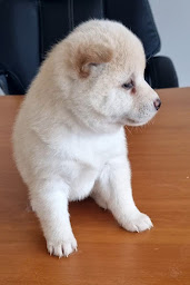 Photo n°3 de ELEVAGE L'échappée Bleue à Charmois-l'Orgueilleux (Éleveur de chiens)