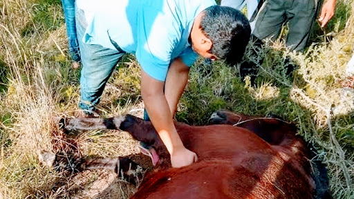 Servicios veterinarios MAGAÑA