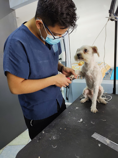 Protegiendo Colitas Hospital Veterinario