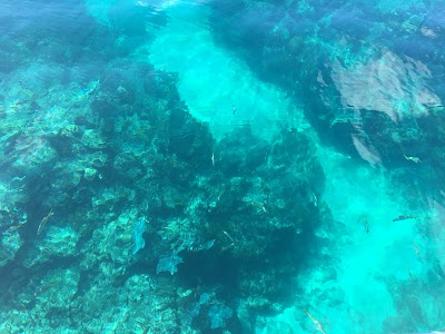 Photos of Starfish Marathon Snorkeling Tours