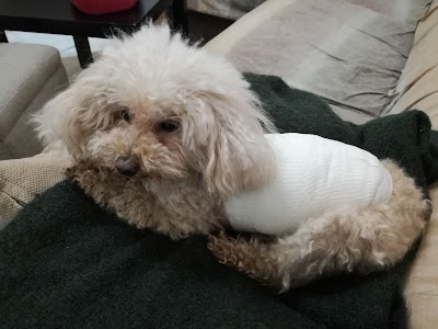 Photos of Clinica Veterinaria di Russi - Associazione Professionale