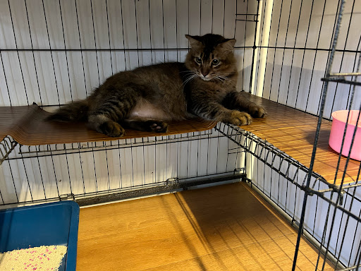 BOBOY CAT CENTRE JERANTUT