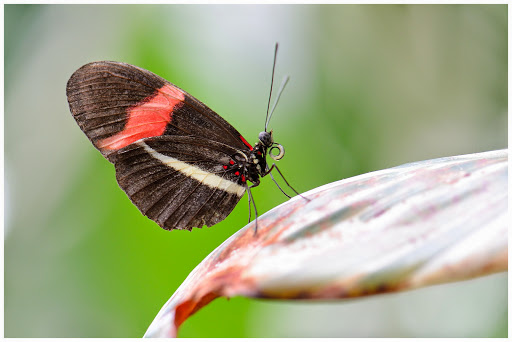BUTFLY Turnaround - Thumbnail