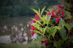 Photo n°70 de A la Table de l'Etang à Millery (Restaurant français)