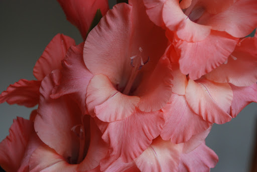 Blumen Polz - Visual
