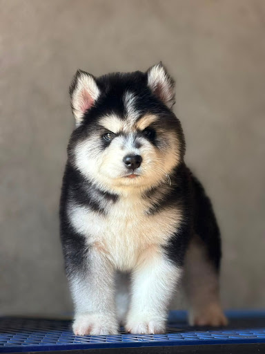 Husky male  post image